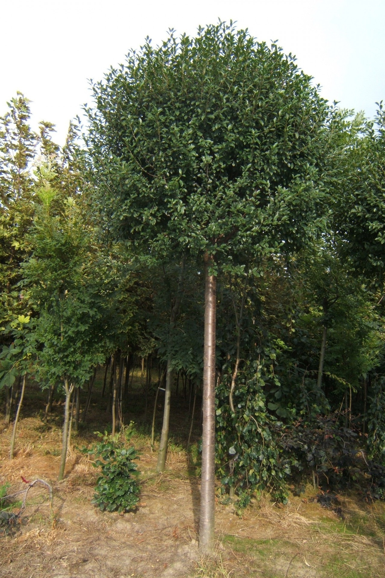 ABRAM szkółka krzewów i drzew ozdobnych 06